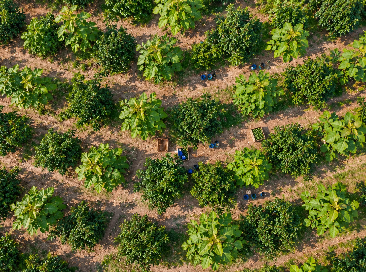 Aerial view of teak and avocado trees planted in alternating rows at the Cosiguina farm, with workers harvesting avocados into crates