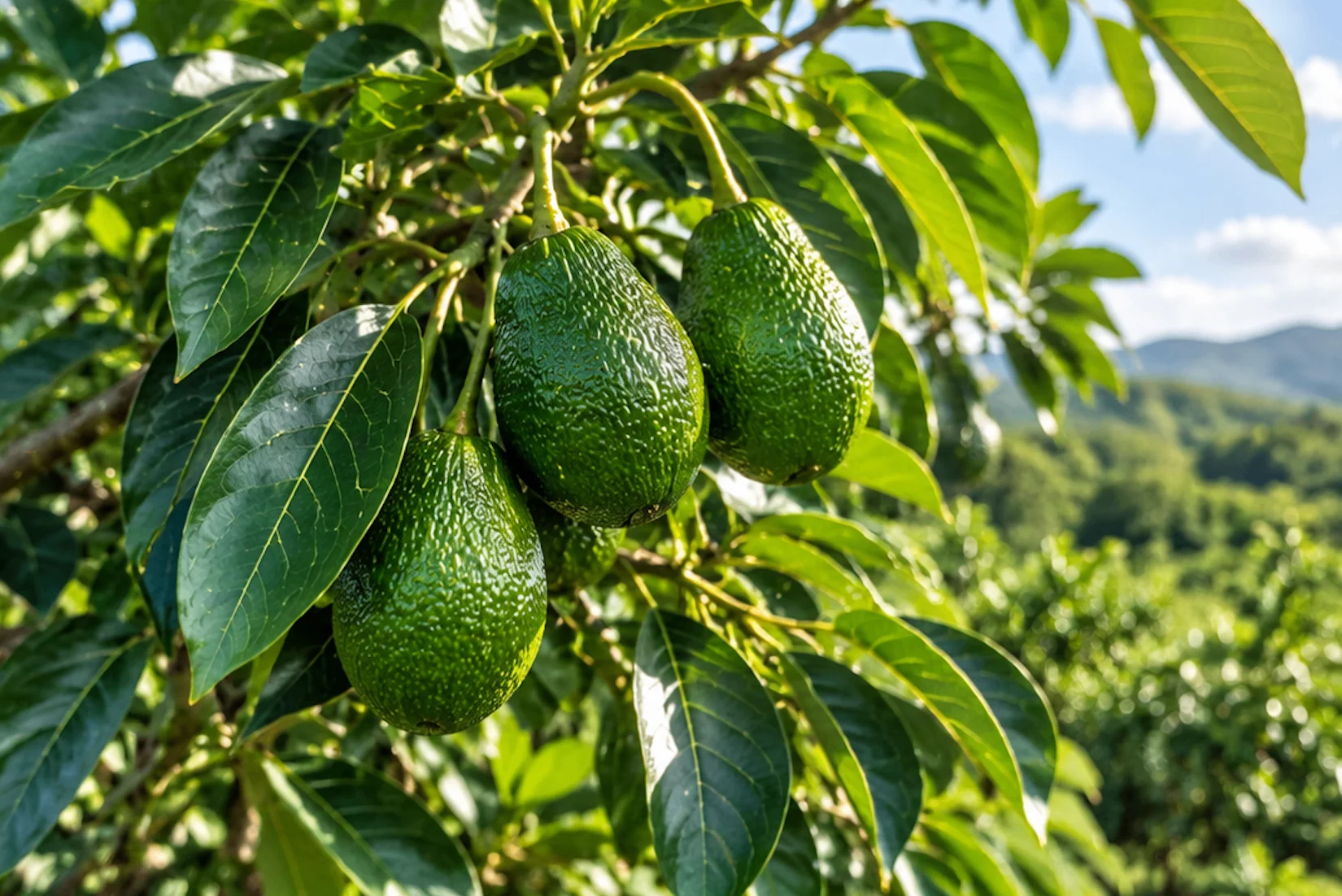 Avocados from the Vida Verde farm.